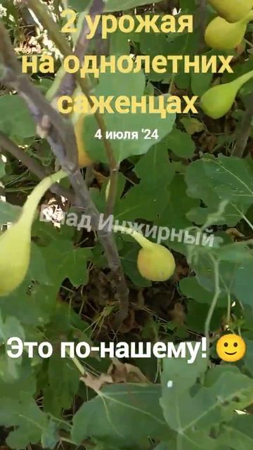 Саженцы инжира. Ссылки в описании. #инжир смотреть онлайн