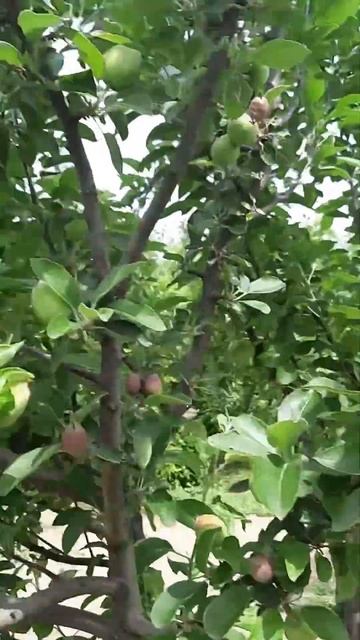 Сад-огород #хутор #село #деревня #хозяйство #деревенска смотреть онлайн