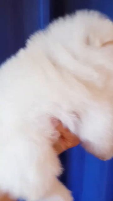 девочка шпиц померанский смотреть онлайн