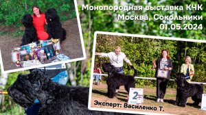 Тайрон на монопородной выставке РЧТ  в Сокольниках 01.05.2024. Победитель класса Чемпионов