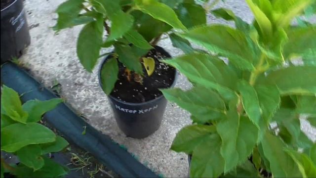 ГОРТЕНЗИИ. Что сегодня в продаже? Июнь 2024 г./ Коллекция смотреть онлайн