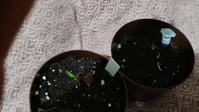 как посадить самые. острые перцы мира смотреть онлайн