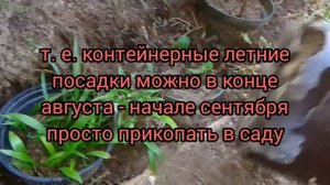 Сажаю лилии в контейнерах осенью (прикапываю в саду на