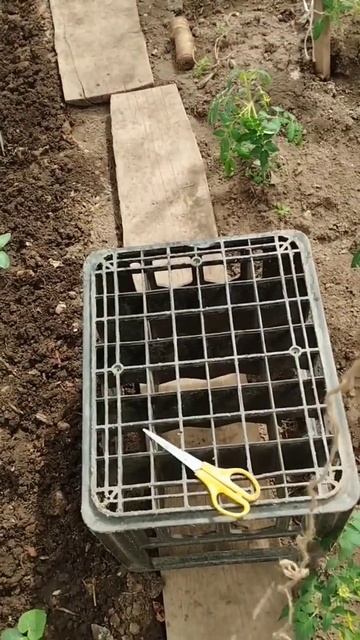 Подвязка огурцов в теплице, ждем большой урожай! #лето смотреть онлайн