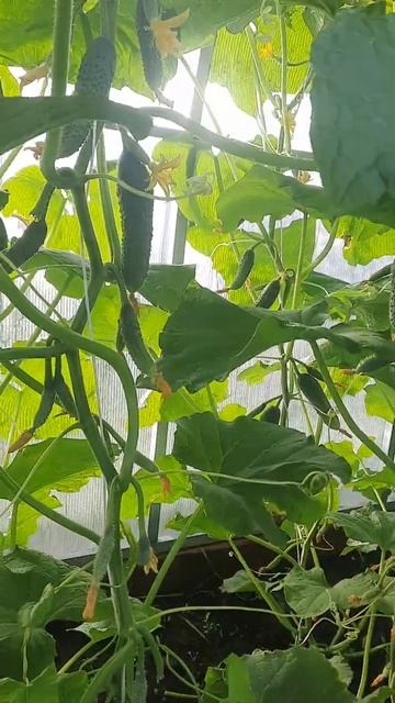 Баффи как всегда в теплицы 😄😄😄 охраняет урожай 🤣? смотреть онлайн