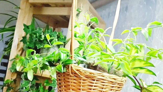 Домашние цветы. Ампельные растения украшающие мой дом