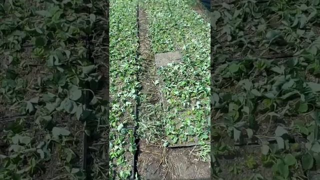 Бюджетные рассадники: Избавьтесь от недостатков с наш смотреть онлайн