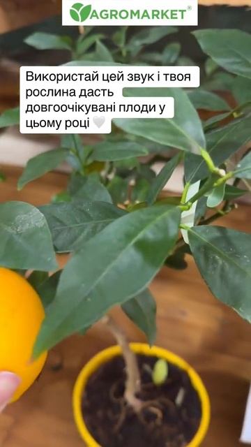Ваше Передбачення на цей Рік 💚 | #агромаркет #рослини # смотреть онлайн