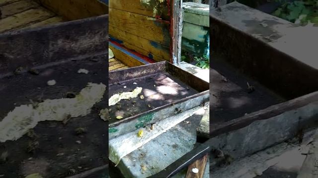 Матка засеяла язык. И что делать? 26.06.22. смотреть онлайн