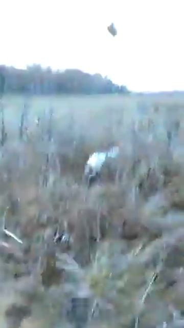 Охота на фазана в поле. Домик в Подмосковье смотреть онлайн