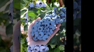 Суперновинки сортов голубики! Мегас блю, Титаниум, кал
