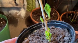 Гортензии проснулись в подвале? Срочно сделайте это!