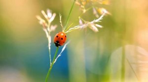 The Ladybug  _ Kids educational video