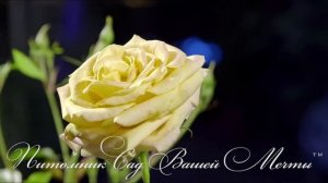 Роза Aprikola. Обзор сорта. Питомник роз "Сад Вашей Мечты" R 021