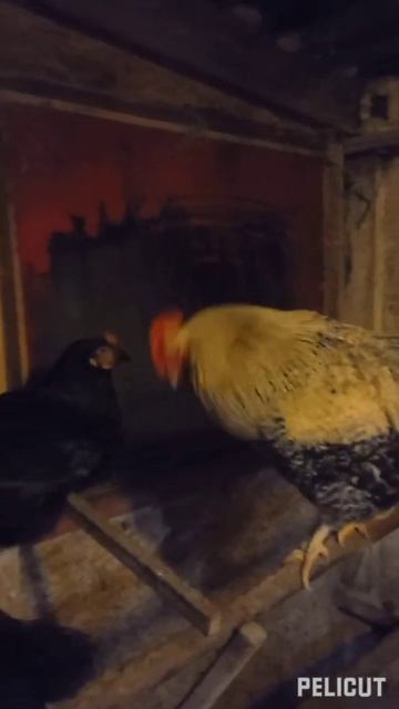 На пороге Новый год! #петух #курятник #кукареканье смотреть онлайн