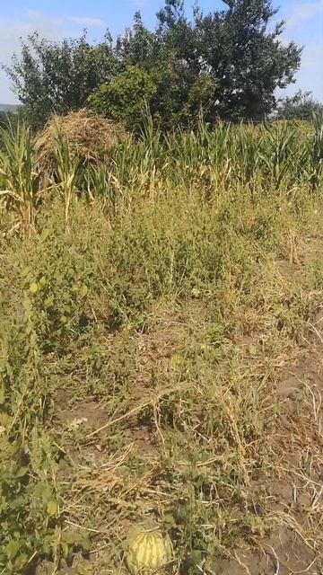 ЛПХ//огород//домашние арбузы//19 сентября 2024 год смотреть онлайн