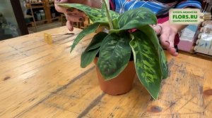 Хомаломена. Неприхотливое и редкое растение для дома ?