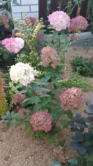 Когда же обрезать гортензию? Весной или осенью, если о? смотреть онлайн