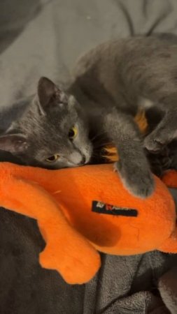 котёнок Апрелька - няшная хищница
#ищемдом #всемкота #кошкадаром