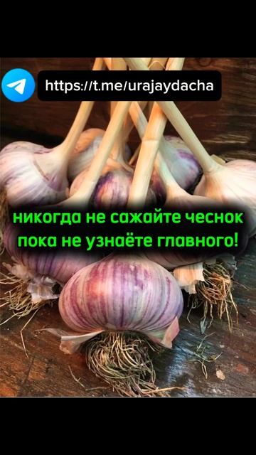 Не совершайте эту ошибку при посадке чеснока!
