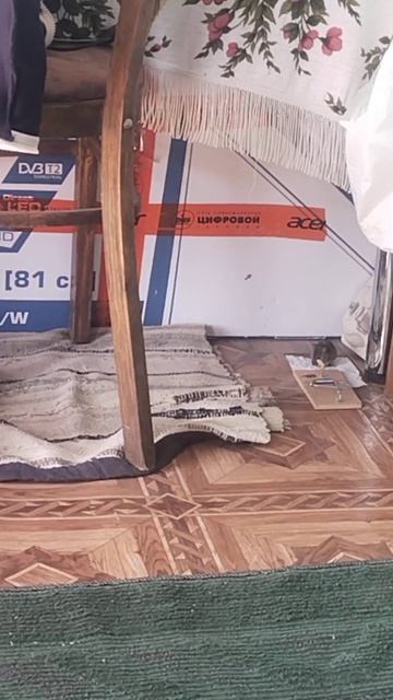 Мышь попалась в мышеловке ( слабонервным не смотреть!) смотреть онлайн