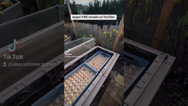 видео УЖЕ онлайн на YouTube - ПОСАДКА 500 тюльпанов / Video bereits смотреть онлайн