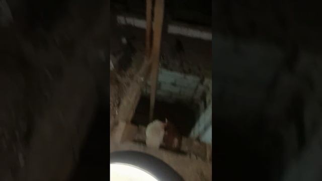 -10 ,холодновато.,уборка курятника,обработка,.