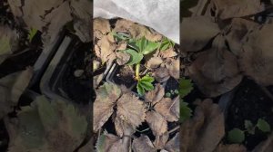 Саженцы клубники в контейнерах перезимовали. Средний