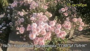 №81 Корейская хризантема ГОМПИ ПИНК