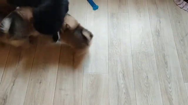 шпиц малыши и мама. около 2 месяцев