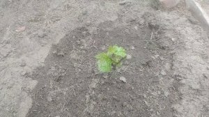 Виноград Аватар в теплице проснулся раньше всех.