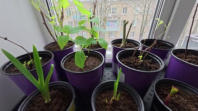 Обзор САЖЕНЦЕВ из ПИТОМНИКОВ с Озон и Вайлдберриз. Мар