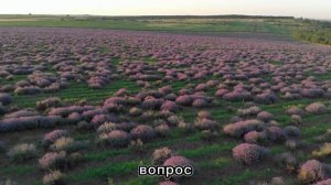 ЛАВАНДА УДОБРЕНИЕ,ОБРЕЗКА ПРАВИЛЬНЫЙ УХОД Осенняя об?