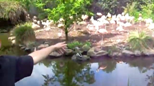 Прикол научили ругаться матом 3