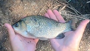 ОГРОМНЫЕ КАРАСИ НА ДОНКИ. ЛОВЛЮ КРУПНЫХ КАРАСЕЙ НА КАШУ. ЛОВЛЯ КАРАСЯ НА ПЕНОПЛАСТ.