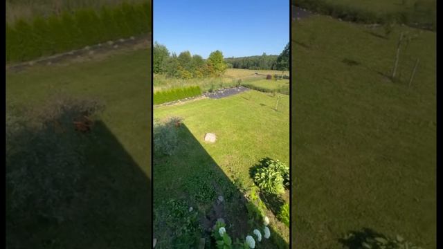 У кого спросить, что и с чем посадить? #сад #садоводство смотреть онлайн