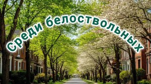 СРЕДИ БЕЛОСТВОЛЬНЫХ ПОД ГАРМОШЕЧКУ
