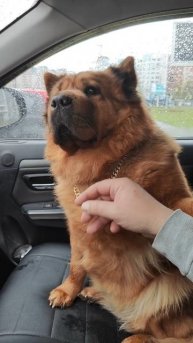 под дождём королевишна не гуляет