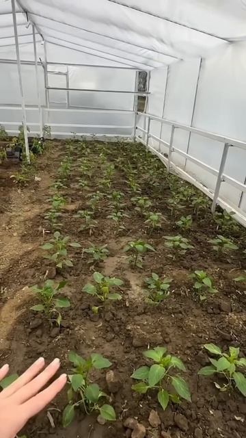 Вчера солнышко помог посадить #garden #gardenlife #огород #дача смотреть онлайн