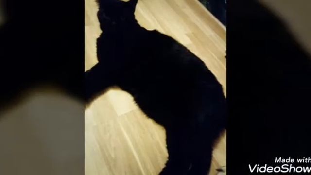 Все мои домашние питомцы