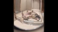 Два хаски хотят попасть домой