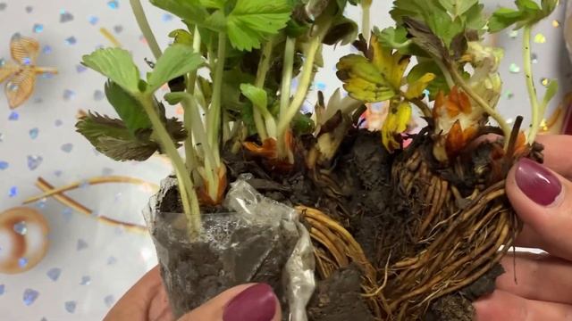 Рассада клубники Азия смотреть онлайн