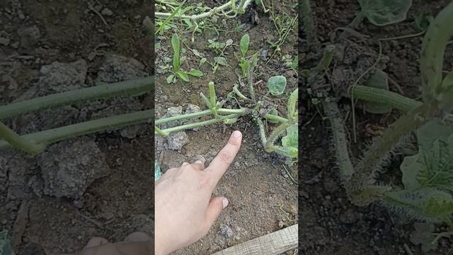 как вырастить арбуз 🍉 смотреть онлайн