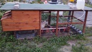 Летний курятник своими руками.