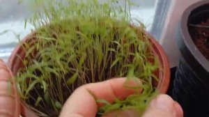 Вырастить УКРОП зимой на подоконнике легко!!! #огородк?