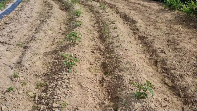 Как в Корее собирают кунжутные листья и как сажать осе
