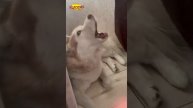 Кошки_и_собаки_🐶🐱_Лучшие_приколы_недели!_🎥_Смешные_моменты_с_котами
