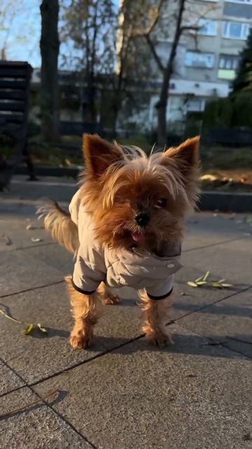 Курточка на синтепоні і мʼякій підкладочці. Шила за на смотреть онлайн