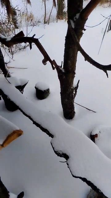 Беседка как на мальдивах. #домвдеревне #путькуспеху #с? смотреть онлайн