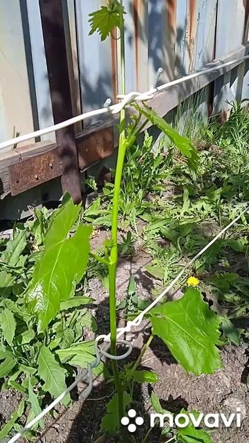 виноград киш-миш Юпитер, Самара 25 мая 2023 смотреть онлайн